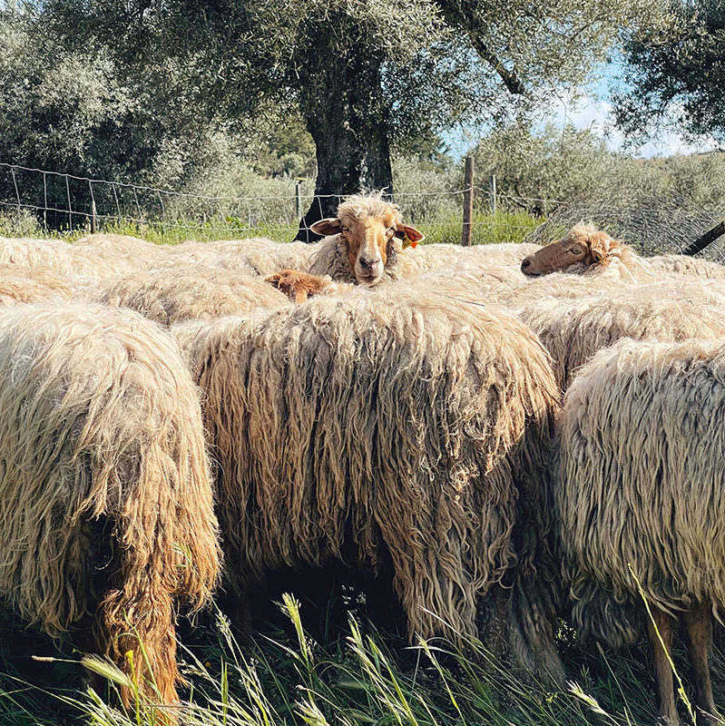 Badana - Image 7